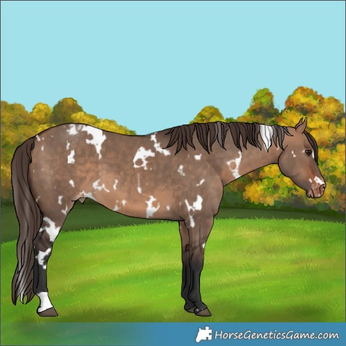 Horse Color:White Spotted Bay Dun Varnish