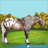 Horse Color:Gray White Spotted Silver Bay Tobiano Blanket