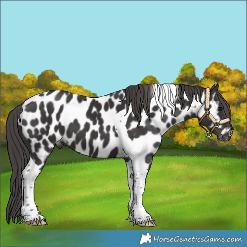 Horse Color:Smoky Black Tobiano Near Leopard 