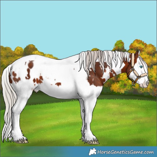 Horse Color:White Spotted Silver Brown Splash Tobiano Appaloosa
