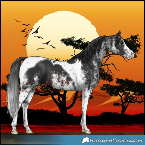 Horse Color:White Spotted Brown Tobiano 