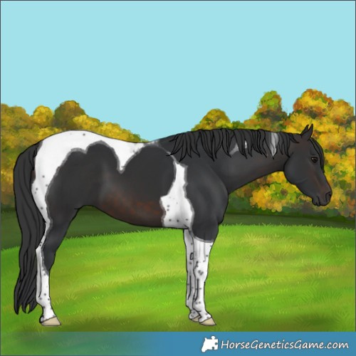 Horse Color:Brown Tobiano