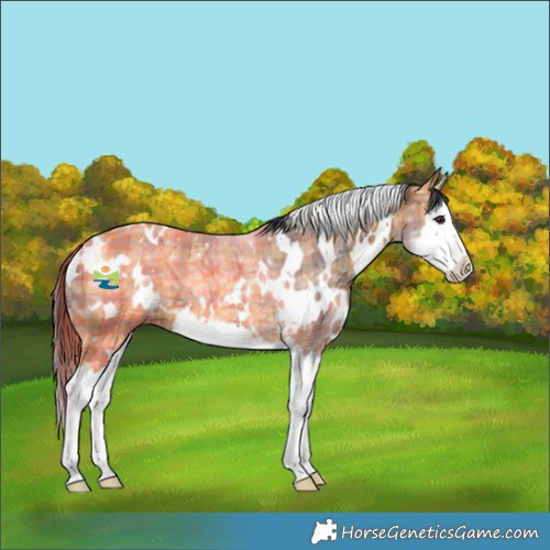 Horse Color:Plaid White Spotted Bay Ice Splash
