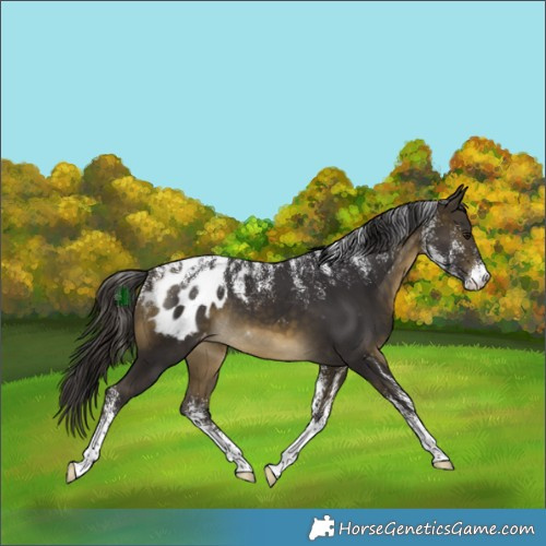 Horse Color:Powder White Buckskin Appaloosa