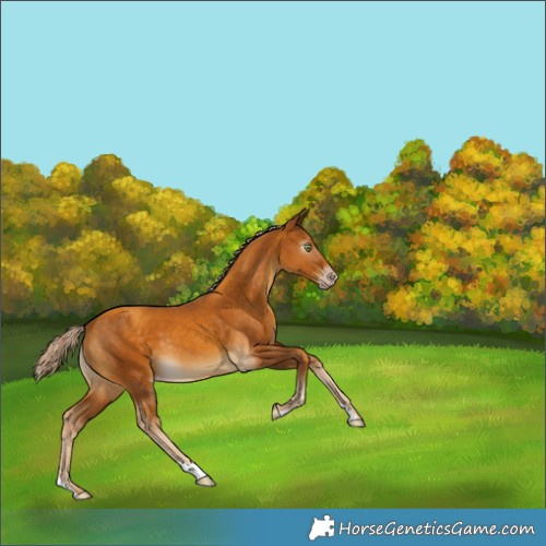 Horse Color:Gray Gold Cream Champagne 