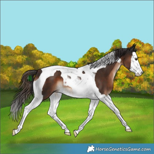 Horse Color:Liver Chestnut Splash Tobiano