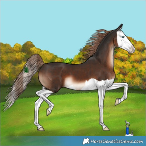 Horse Color:Liver Chestnut Splash