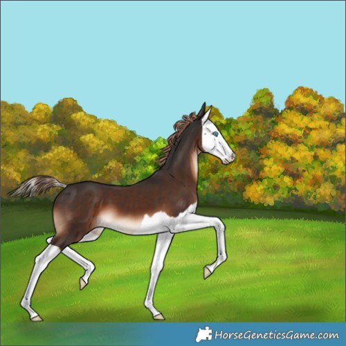 Horse Color:Liver Chestnut Splash 