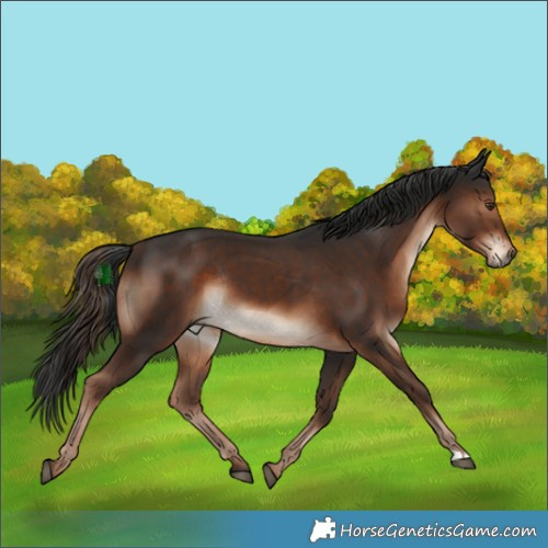 Horse Color:Liver Chestnut Rabicano 