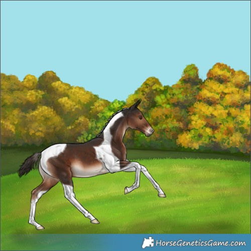 Horse Color:Liver Chestnut Tobiano 