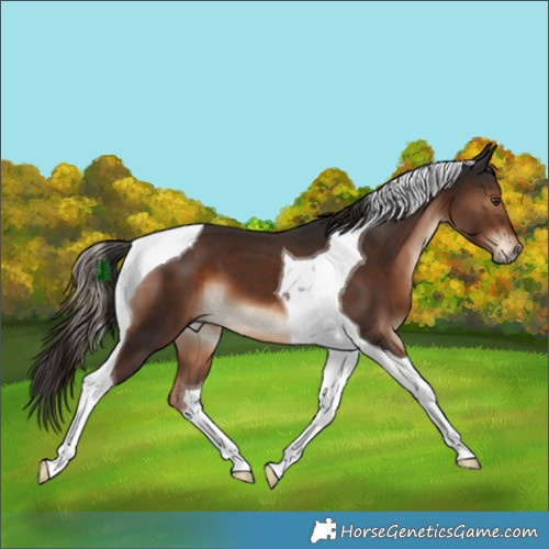 Horse Color:Liver Chestnut Tobiano 