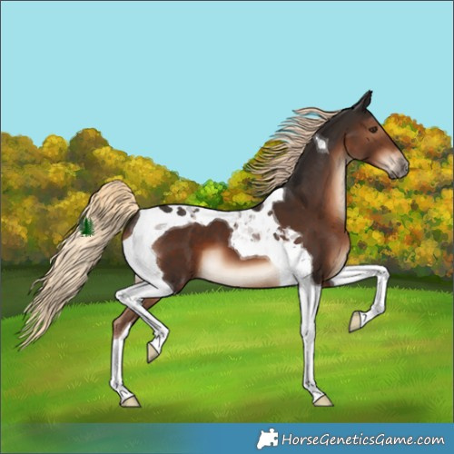 Horse Color:Liver Chestnut Tobiano 