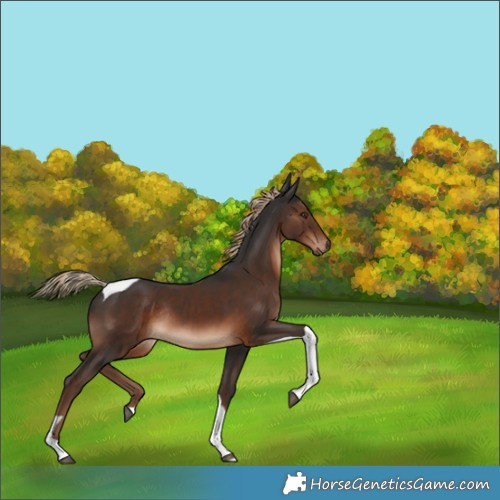 Horse Color:Liver Chestnut Tobiano Rabicano 