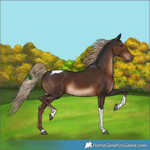 Horse Color:Liver Chestnut Tobiano Rabicano
