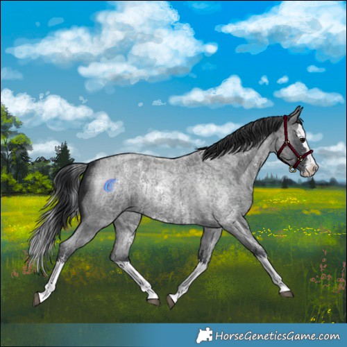 Horse Color:Blue Roan Sabino Splash  and Blue Roan Sabino Splash 