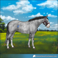 Horse Color:Blue Roan Sabino Splash  and Blue Roan Sabino Splash 