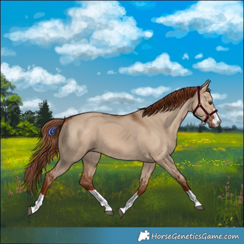 Horse Color:Red Dun 