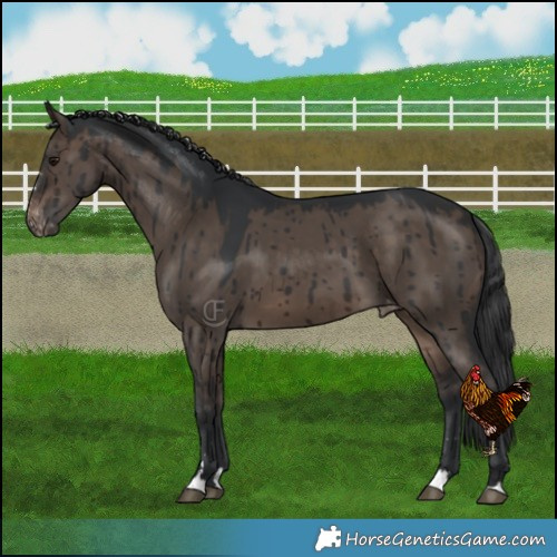 Horse Color:Brown Dun Varnish Brindle 