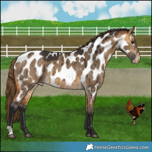 Horse Color:Buckskin Dun Near Leopard Brindle