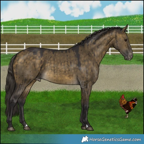 Horse Color:Buckskin Dun Varnish Brindle 