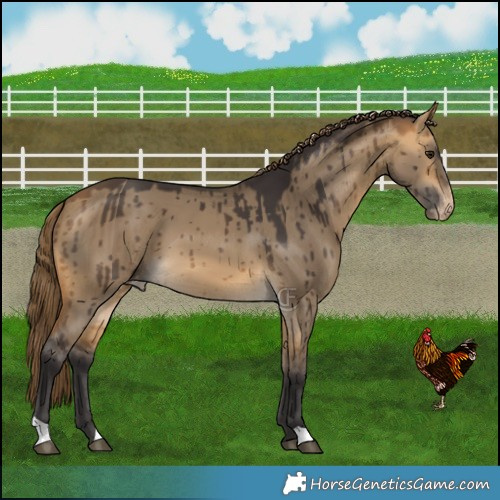 Horse Color:Buckskin Dun Varnish Brindle 