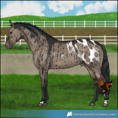 Horse Color:Brown Dun Blanket Brindle