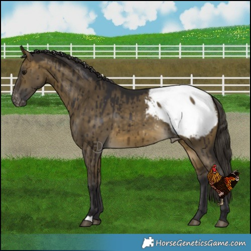 Horse Color:Buckskin Dun Snowcap Brindle 