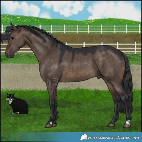 Horse Color:Brown Dun 