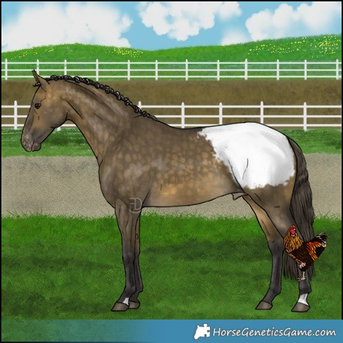 Horse Color:Buckskin Dun Snowcap Brindle 
