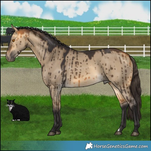 Horse Color:Buckskin Dun Brindle 