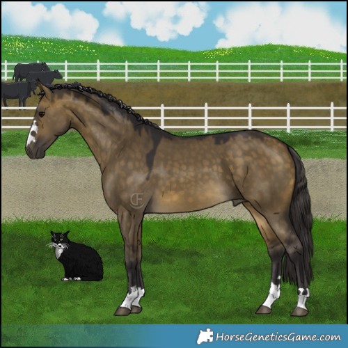 Horse Color:Buckskin Dun