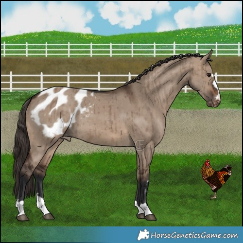 Horse Color:Brown Dun Blanket Brindle 