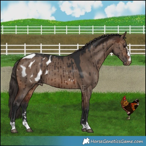Horse Color:Brown Dun Blanket Brindle
