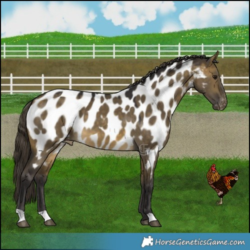 Horse Color:Buckskin Dun Near Leopard 