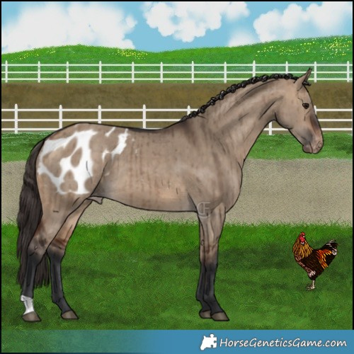 Horse Color:Bay Dun Blanket Brindle 