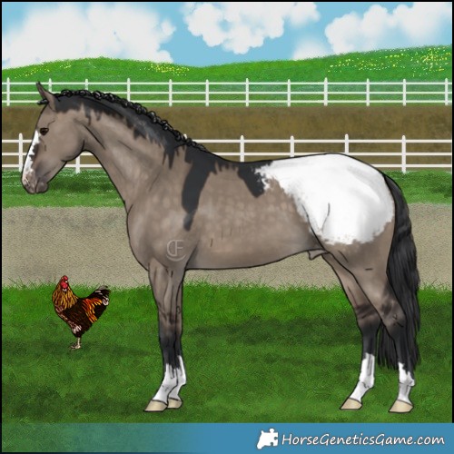Horse Color:Brown Dun Snowcap 