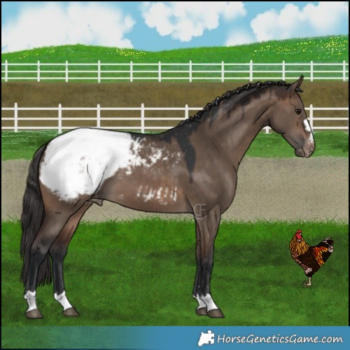 Horse Color:Brown Dun Snowcap 