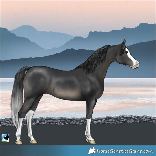 Horse Color:Black Splash Rabicano 