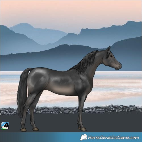 Horse Color:Black Rabicano 