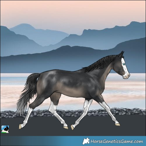 Horse Color:Black Mushroom Splash 