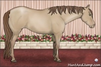 Horse Color:Grullo Pearl 