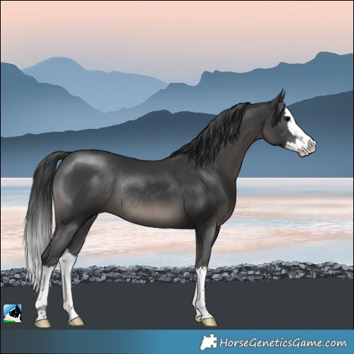 Horse Color:Black Splash Rabicano 