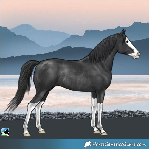Horse Color:Black Splash Rabicano 