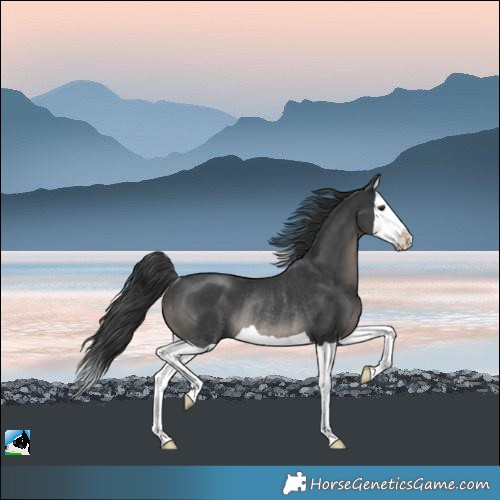 Horse Color:Black Splash Rabicano
