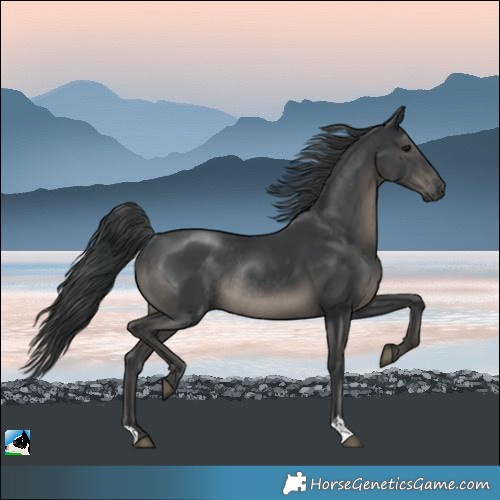 Horse Color:Black Mushroom Rabicano