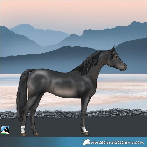 Horse Color:Black Mushroom Rabicano 