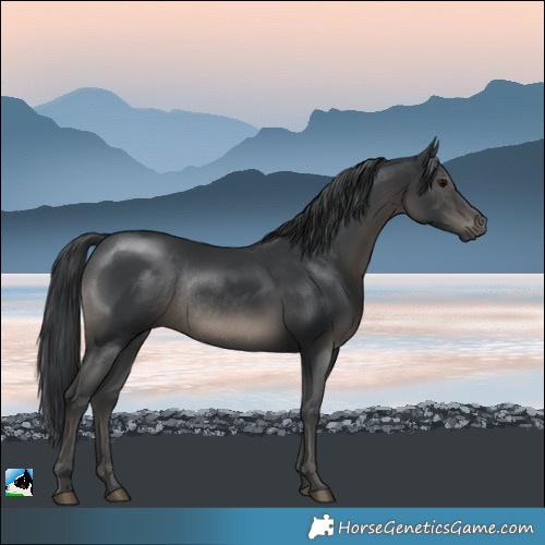 Horse Color:Black Mushroom Rabicano 