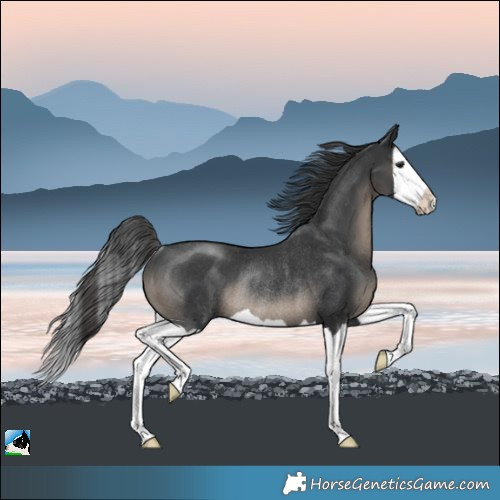 Horse Color:Black Splash Rabicano 