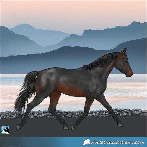 Horse Color:Brown Mushroom Rabicano