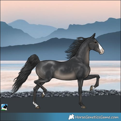 Horse Color:Black Mushroom Splash 